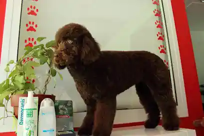 Peluqueria Canina Patitas