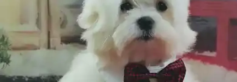 Peluquería Canina Peludillos