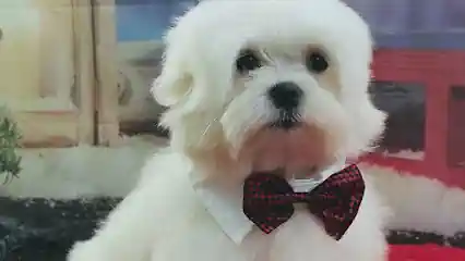 Peluquería Canina Peludillos