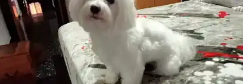 Peluquería Canina Pelukan