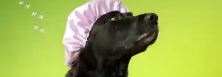 Peluquería Canina Pompas