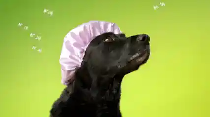 Peluquería Canina Pompas