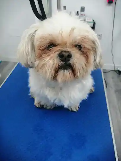 Peluqueria Canina Pretty Can Grooming