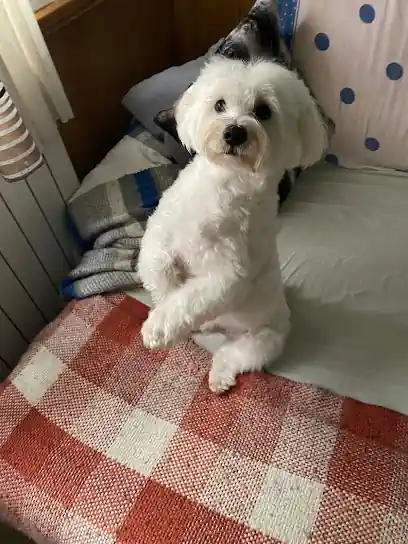 Peluquería Canina Profesional PELIJAS Valdepeñas