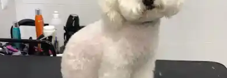 Peluquería Canina Renovecan
