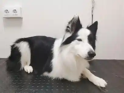 Peluquería Canina Rosa Pardo