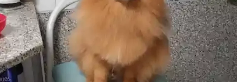Peluquería Canina Rubén