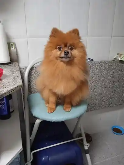 Peluquería Canina Rubén