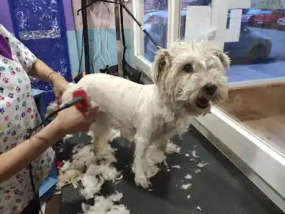 Peluquería Canina Souad