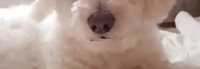 Peluquería Canina Susana