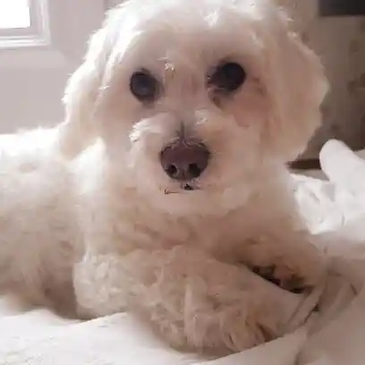 Peluquería Canina Susana