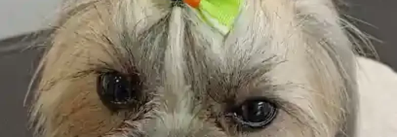 Peluqueria Canina Tango y Lola