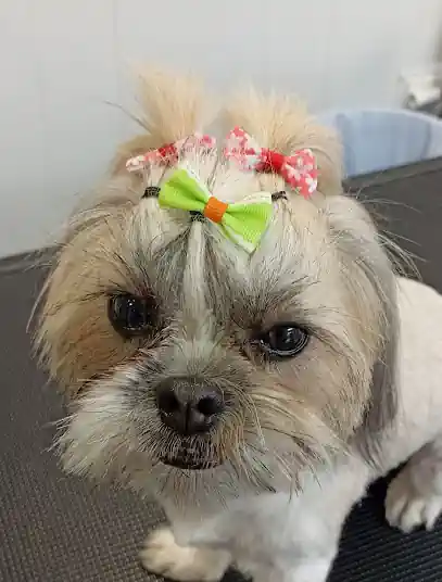 Peluqueria Canina Tango y Lola