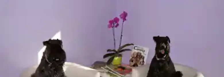 Peluquería Canina Truka