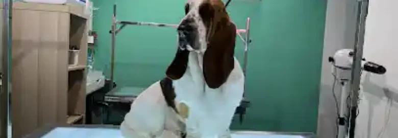 Peluquería Canina Xiros