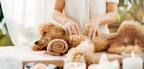 Peluqueria Canina en Barcelona – Kom Qom