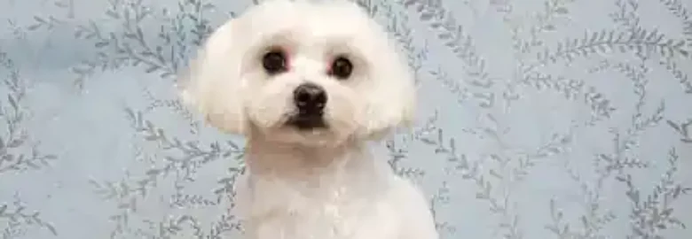 Peluqueria Canina en Cordoba | Nutrimascota