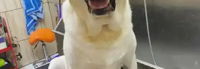 Peluquería Canina en Irún