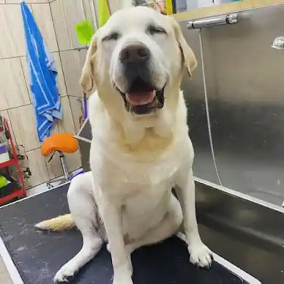 Peluquería Canina en Irún