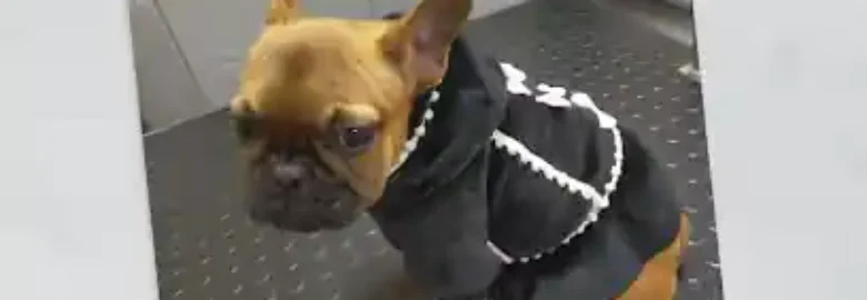 Peluquería Canina frenchieperbote