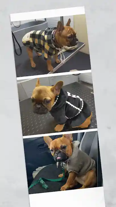 Peluquería Canina frenchieperbote