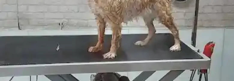 Peluqueria Canina y Felina ZOE