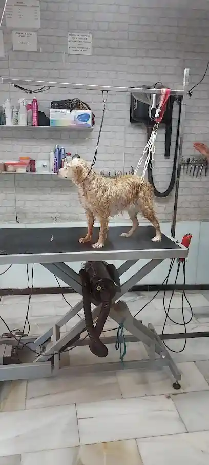 Peluqueria Canina y Felina ZOE