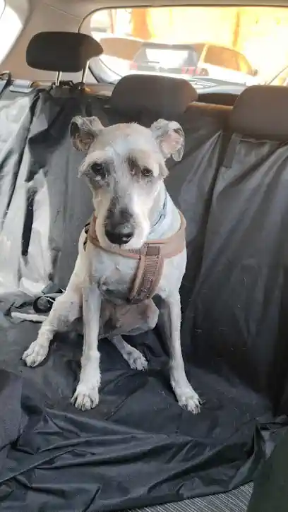 Peluquería Canina y felina CASTELAR