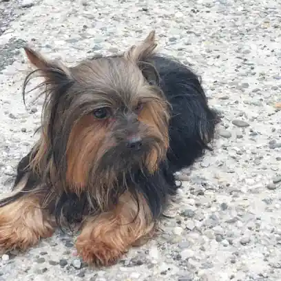 Peluqueria Canina