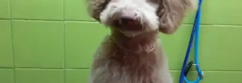 Peluqueria Estetica Canina La Tropa