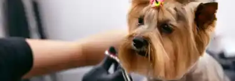 Peluquería Estilo Canino
