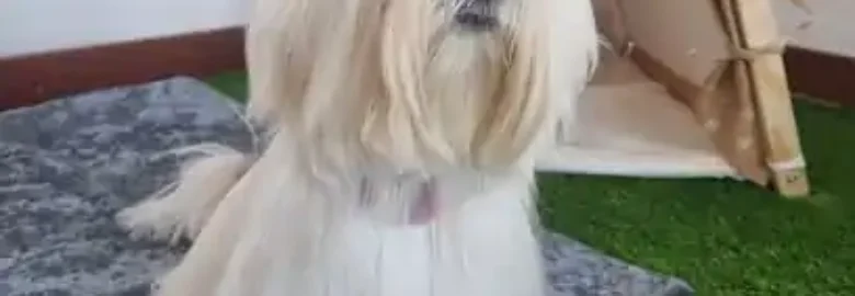 Peluquería canina ADOGrables
