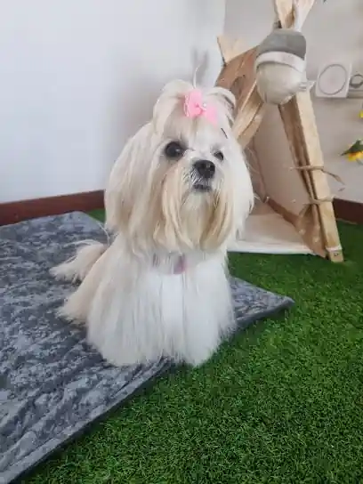 Peluquería canina ADOGrables