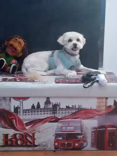 Peluqueria canina Animalook