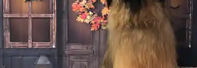Peluquería canina Chuchos & Cía Dog grooming salon