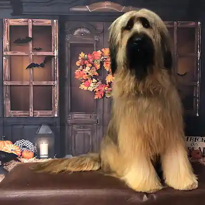 Peluquería canina Chuchos & Cía Dog grooming salon