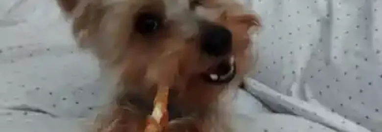 Peluquería canina Con Maña