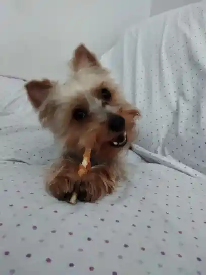 Peluquería canina Con Maña