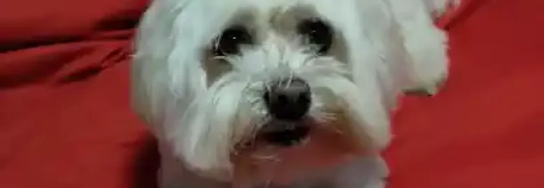 Peluquería canina | Dog-Art