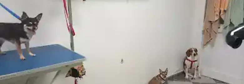 Peluquería canina Dog Limpio