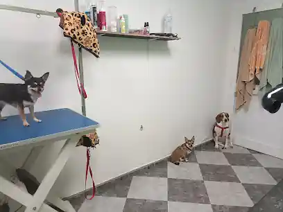 Peluquería canina Dog Limpio