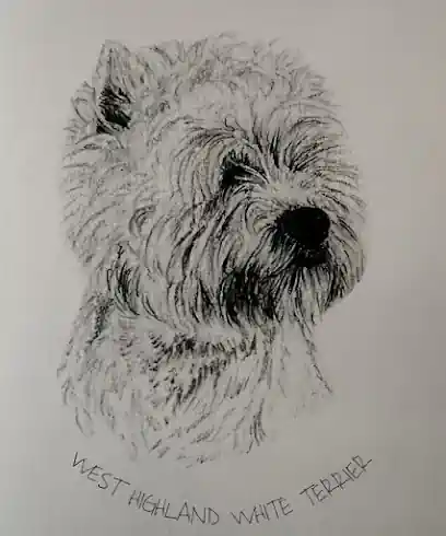 Peluquería canina GUAUSTYLECAN
