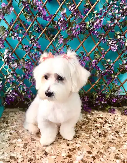 Peluquería canina Gosset.net