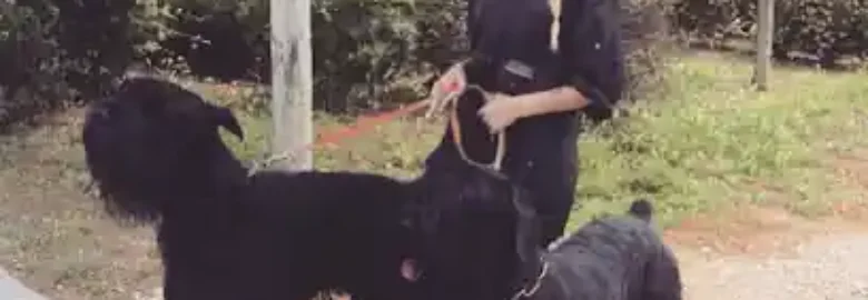 Peluquería canina María Núñez