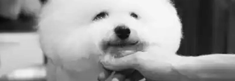 Peluquería canina Pupetes en Maliaño