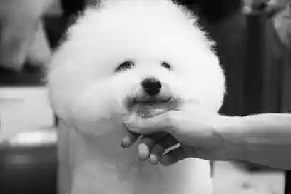 Peluquería canina Pupetes en Maliaño