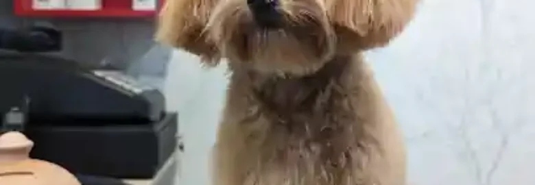 Peluqueria canina Reguau!pos
