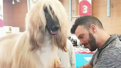 Peluquería canina Rubén arranz