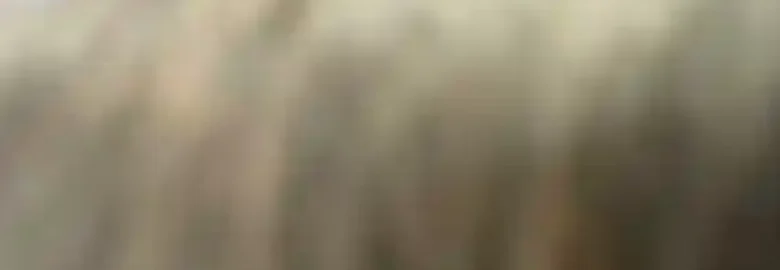 Peluqueria canina Runa