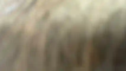 Peluqueria canina Runa